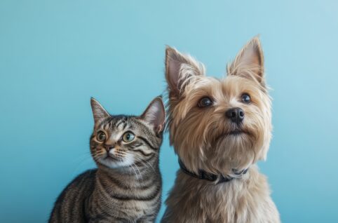 ワンちゃん・ネコちゃん